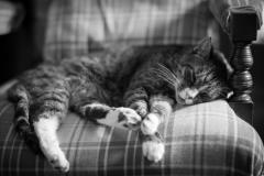 1534932792-cat